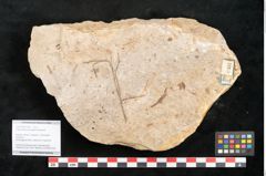 Foto (Objekt + Etikett) von Glyptostrobus europaeus Brongniart (NHMW-GEO-2024-0188-11397)